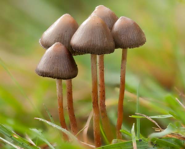 Psilocybe mushrooms Psilocybe semilanceata