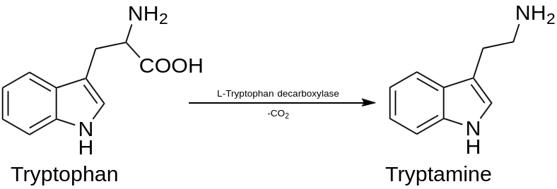 Decarboxylation of Tryptophan