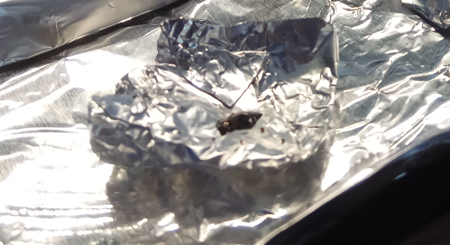 The Melting Point Definition Safrole