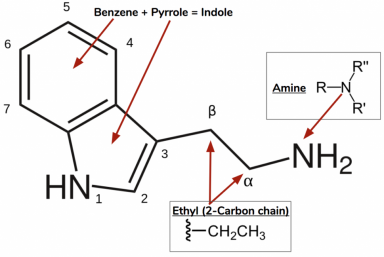 Tryptamine structure