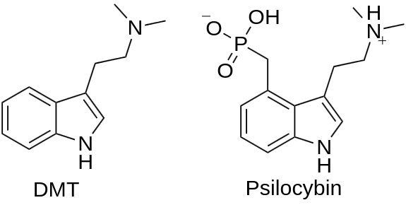 DMT and Psilocybin are psychoactive Tryptamine derivatives