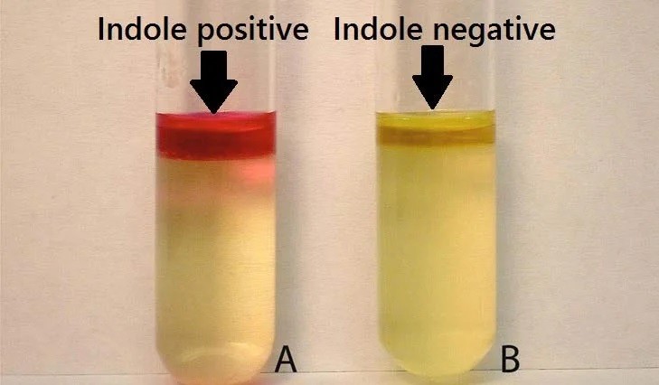 fischer indole synthesis experiment