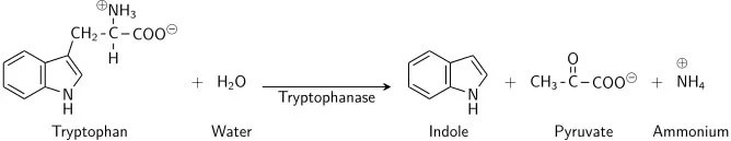 fischer indole synthesis experiment